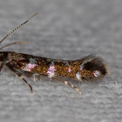 Stagmatophora argyrostrepta (A cosmet moth) at Melba, ACT - 7 Nov 2018 by Bron