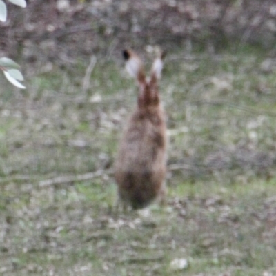 Lepus capensis (Brown Hare) at Thurgoona, NSW - 9 Jul 2021 by PaulF