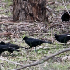 Corcorax melanorhamphos (White-winged Chough) at Thurgoona, NSW - 9 Jul 2021 by PaulF