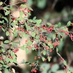 Cotoneaster pannosus (Cotoneaster) at West Wodonga, VIC - 11 Jul 2021 by Kyliegw