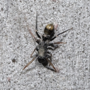 Myrmarachne luctuosa at Acton, ACT - 18 Apr 2021