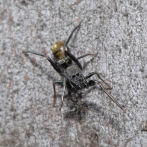 Myrmarachne luctuosa at Acton, ACT - 18 Apr 2021