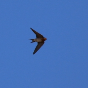 Hirundo neoxena at Bonython, ACT - 11 Jul 2021