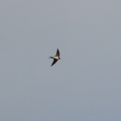 Hirundo neoxena at Bonython, ACT - 11 Jul 2021