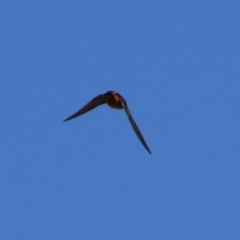 Hirundo neoxena at Bonython, ACT - 11 Jul 2021