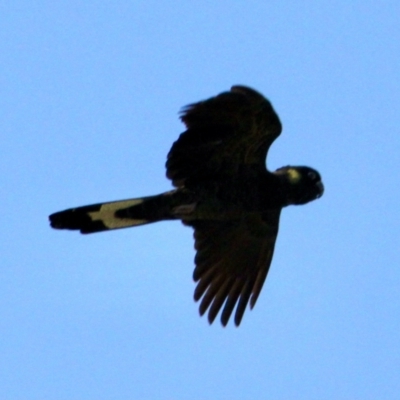 Zanda funerea (Yellow-tailed Black-Cockatoo) at Springdale Heights, NSW - 11 Jul 2021 by PaulF