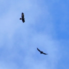 Aquila audax (Wedge-tailed Eagle) at Pine Island to Point Hut - 11 Jul 2021 by RodDeb