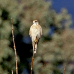 Falco cenchroides (Nankeen Kestrel) at Pine Island to Point Hut - 11 Jul 2021 by RodDeb