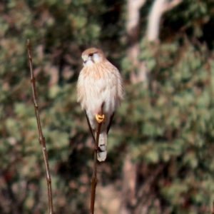 Falco cenchroides at Bonython, ACT - 11 Jul 2021