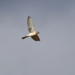 Falco cenchroides at Bonython, ACT - 11 Jul 2021