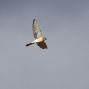 Falco cenchroides at Bonython, ACT - 11 Jul 2021