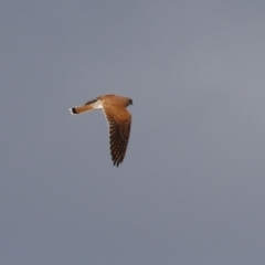 Falco cenchroides at Bonython, ACT - 11 Jul 2021