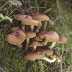 zz agaric (stem; gills not white/cream) at Cotter River, ACT - 30 Apr 2021 by AlisonMilton