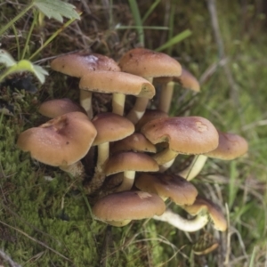 zz agaric (stem; gills not white/cream) at Cotter River, ACT - 30 Apr 2021