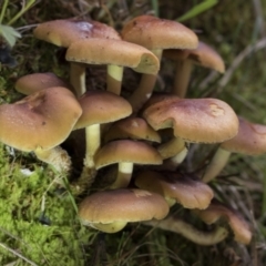 zz agaric (stem; gills not white/cream) at Cotter River, ACT - 30 Apr 2021