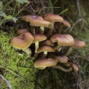 zz agaric (stem; gills not white/cream) at Cotter River, ACT - 30 Apr 2021