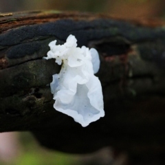 Tremella fuciformis (Snow Fungus) at Paddys River, ACT - 11 Jul 2021 by regeraghty