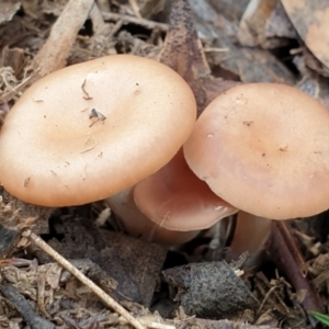 Clitocybe s. l. at Cook, ACT - 6 Jul 2020 09:26 AM