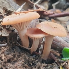 Clitocybe s. l. at Cook, ACT - 6 Jul 2020