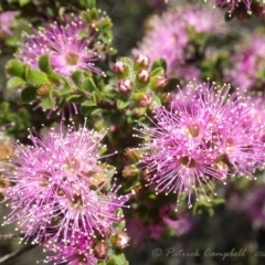 Kunzea capitata (Pink Kunzea) at Wentworth Falls, NSW - 4 Nov 2020 by PatrickCampbell