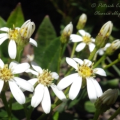 Olearia elliptica (Sticky Daisy Bush) at Wentworth Falls, NSW - 4 Nov 2020 by PatrickCampbell