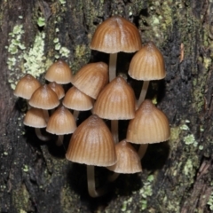 Mycena sp. at Downer, ACT - 2 Jul 2021