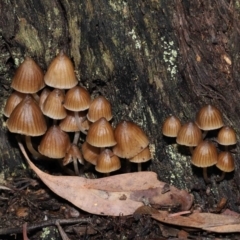 Mycena sp. at Downer, ACT - 2 Jul 2021