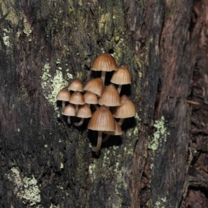 Mycena sp. at Downer, ACT - 2 Jul 2021