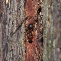 Papyrius nitidus (Shining Coconut Ant) at Downer, ACT - 2 Jul 2021 by TimL