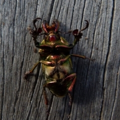 Lamprima aurata (Golden stag beetle) at Boro, NSW - 11 Jul 2021 by Paul4K