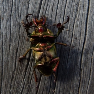 Lamprima aurata at Boro, NSW - 11 Jul 2021