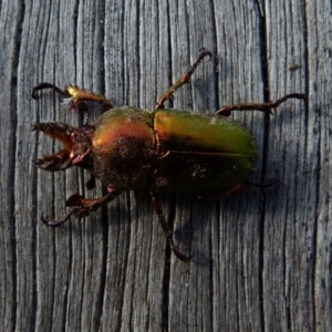 Lamprima aurata at Boro, NSW - 11 Jul 2021