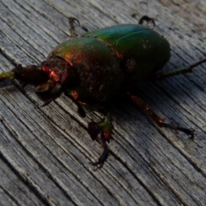 Lamprima aurata at Boro, NSW - 11 Jul 2021