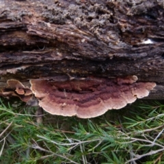 zz Polypore (shelf/hoof-like) at Boro, NSW - 11 Jul 2021 by Paul4K