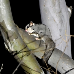 Petaurus notatus (Krefft’s Glider, Sugar Glider) at Forde, ACT - 5 Jul 2021 by davidcunninghamwildlife