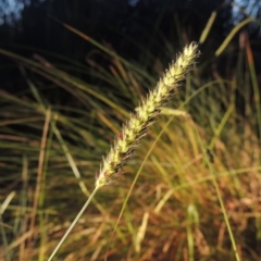 Setaria sp. (Pigeon Grass) at Bonython, ACT - 4 Apr 2021 by MichaelBedingfield