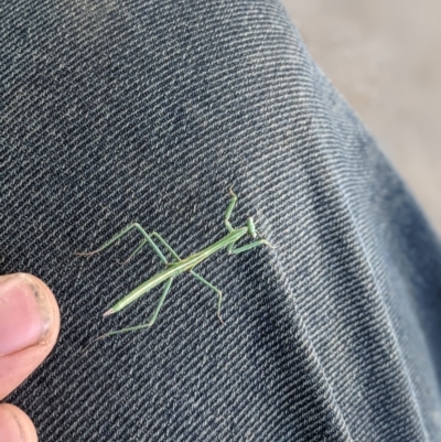 Archimantis sobrina (Large brown mantid) at Thurgoona, NSW - 10 Jul 2021 by ChrisAllen