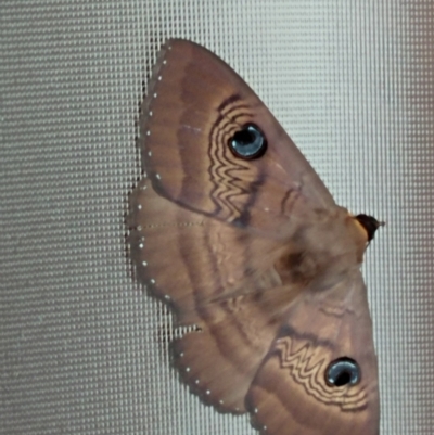 Dasypodia selenophora (Southern old lady moth) at Hawker, ACT - 11 Feb 2017 by sangio7