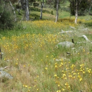 Bulbine bulbosa at Holt, ACT - 8 Nov 2016