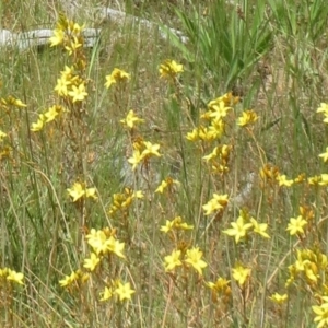 Bulbine bulbosa at Holt, ACT - 8 Nov 2016