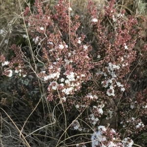 Leucopogon attenuatus at Bonython, ACT - 30 Jun 2021