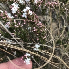 Styphelia attenuata at Bonython, ACT - 30 Jun 2021