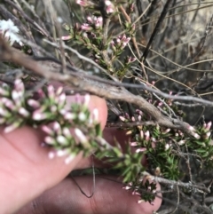 Leucopogon attenuatus at Bonython, ACT - 30 Jun 2021