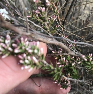 Styphelia attenuata at Bonython, ACT - 30 Jun 2021