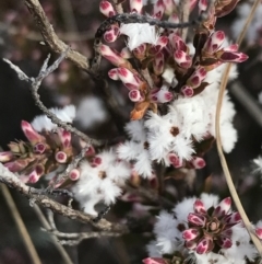 Leucopogon attenuatus at Bonython, ACT - 30 Jun 2021