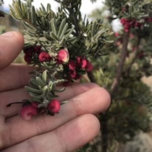 Grevillea lanigera at Bonython, ACT - 30 Jun 2021 12:19 PM