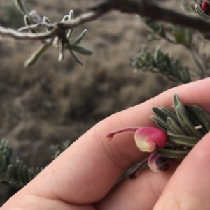 Grevillea lanigera at Bonython, ACT - 30 Jun 2021 12:19 PM