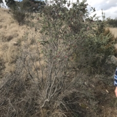 Grevillea lanigera at Bonython, ACT - 30 Jun 2021 12:19 PM