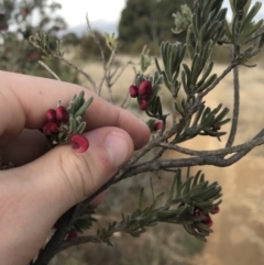 Grevillea lanigera at Bonython, ACT - 30 Jun 2021 12:19 PM