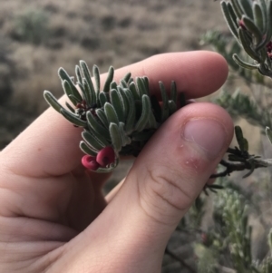 Grevillea lanigera at Bonython, ACT - 30 Jun 2021 12:19 PM